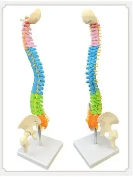 Новият модел на скелета на гръбначния стълб на човека 1:1, ортопедични упражнения за възрастни с шийните поясничными дискове, цвят и модел на скелета на гръбначния стълб